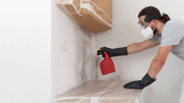 Basement Mold Remediation treatment on basement walls in Danville